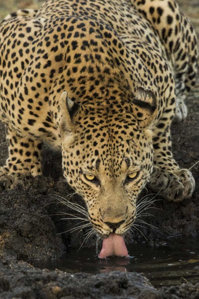 South Kruger NP Leopard drinking at waterhole